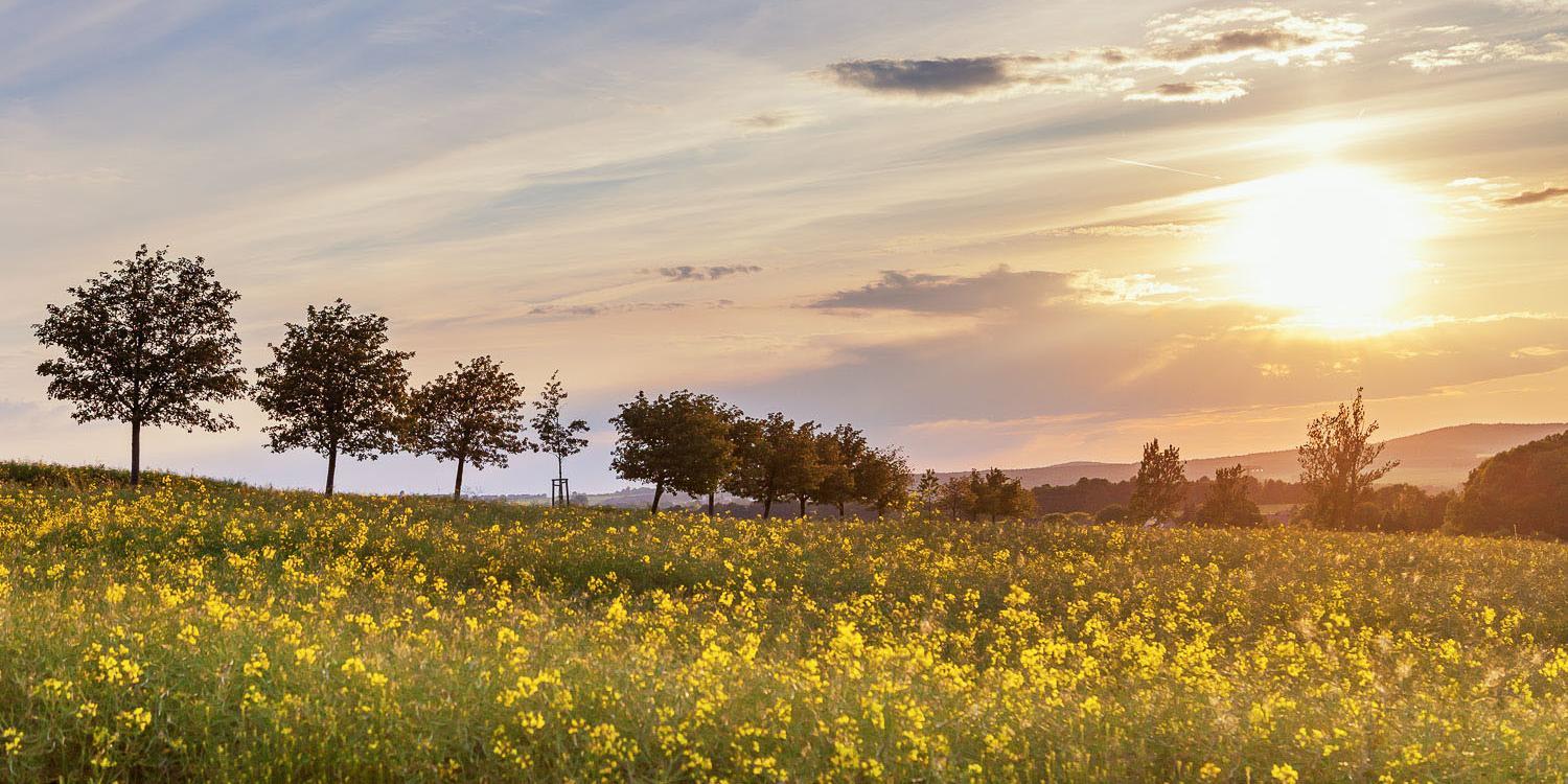 Sonnenuntergang in Görlitz auf einem Rapsfeld