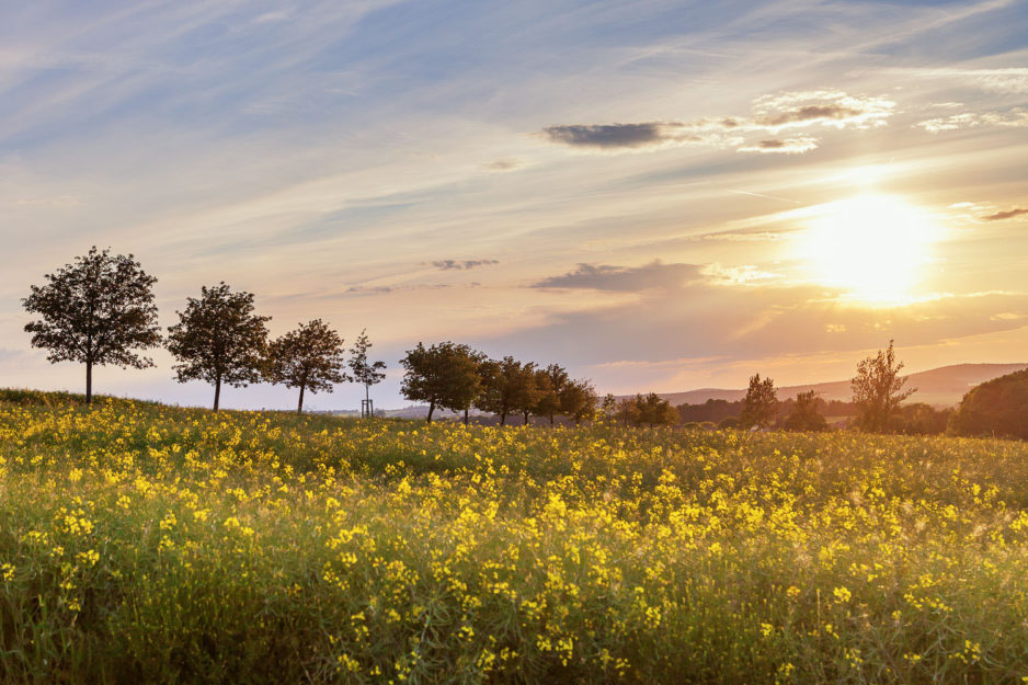 Sonnenuntergang in Görlitz auf einem Rapsfeld